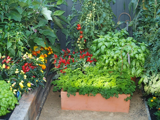 Grow Vegetables | Vegie Garden Design